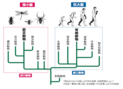 図1　動物の系統と脳の関係