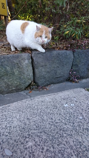 ねこ副社長20170307