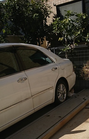 車の下のねこ20170307