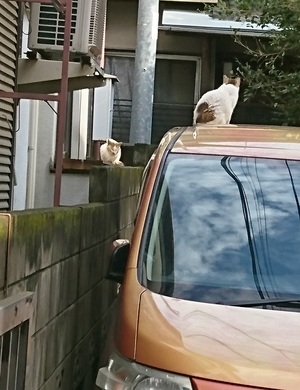 塀ねこvs車ねこ