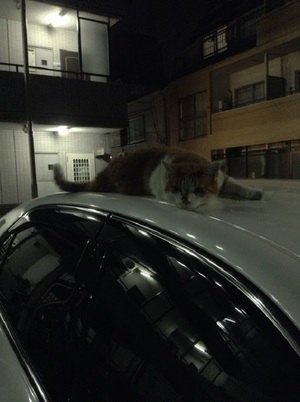 ねこ先輩専用車ではない