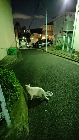 トワイライトしろこ