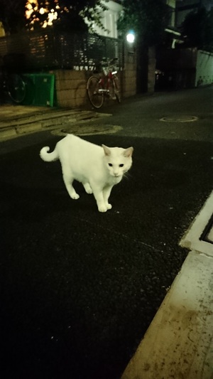 夜の住宅街のしろこ