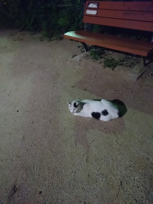 夏の夜はおなかを地面にべったりです