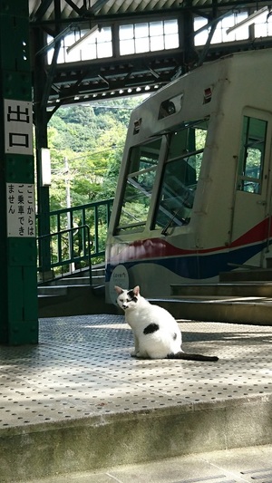 駅ねこのしろくろこ