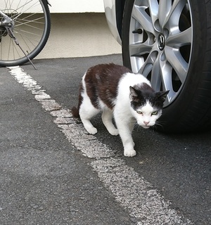 定位置からのそのそ動くねこ社長