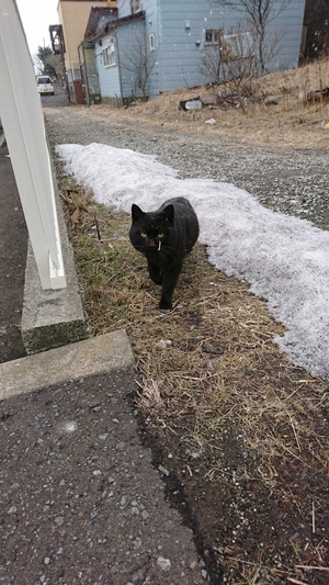 雪国のくろこ