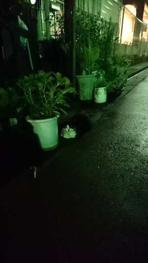 雨上がりの夜