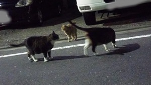 縞ねこーず＋