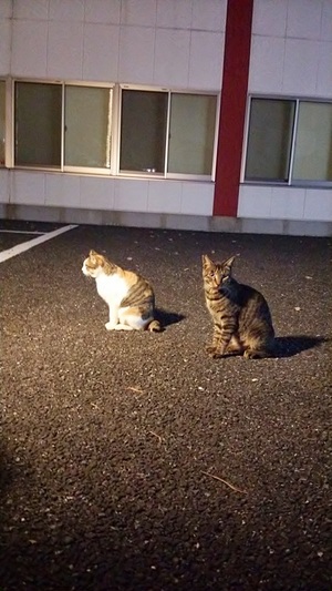 駐車場の仲良しねこーず