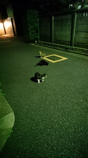 住宅街のねこーず