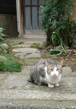 お昼休みのねこ社員