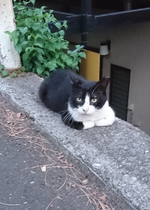 香箱すわりのハチワレくん